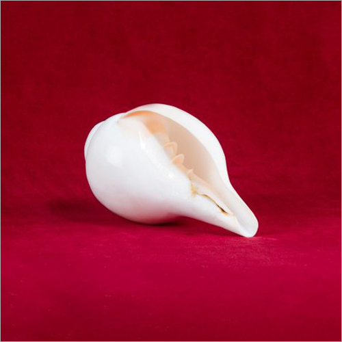 Prayer Shankha