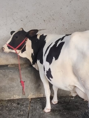 Hf Cow Supplier In Bihar at Best Price in Karnal | Gupta Dairy Farm Hf Cow Supplier In Bihar at Best Price in Karnal | Gupta Dairy Farm