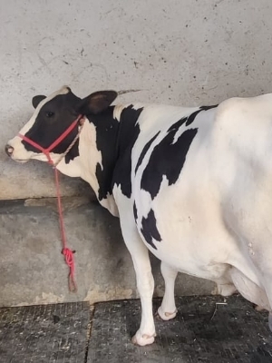 HF Cow Supplier in Bihar