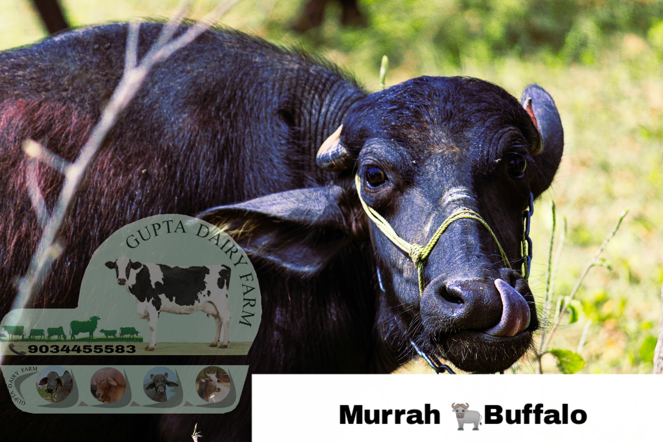 High Quality Murrah Buffalo