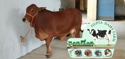 Brown Sahiwal Cow Supplier