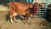 Brown Sahiwal Cow Supplier