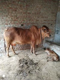 Brown Sahiwal Cow Supplier