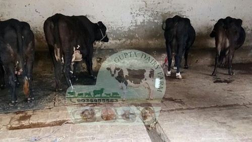 Crossbreed Cow Supplier