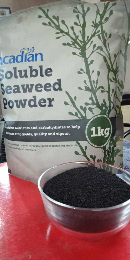 Seaweed Extract