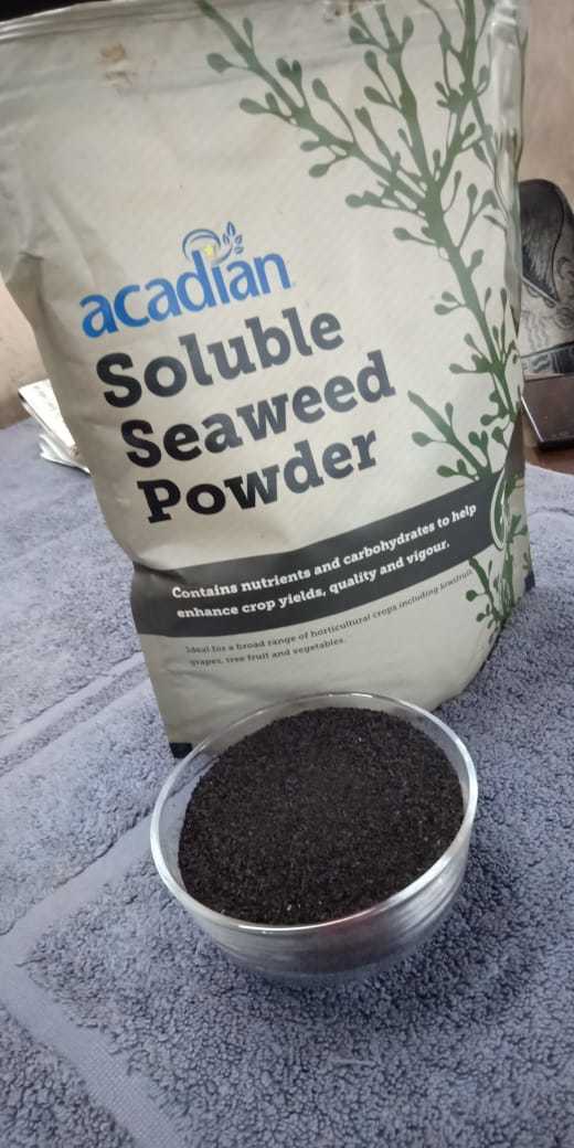Seaweed Extract