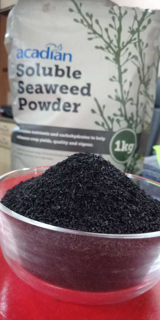 Seaweed Extract
