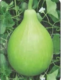 bottlegourd seeds