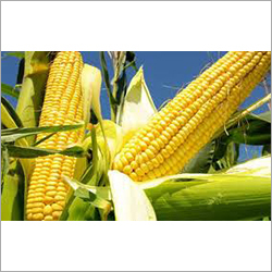 Crop Maize