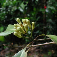 Syzygium Aromaticum-Laving Leaves