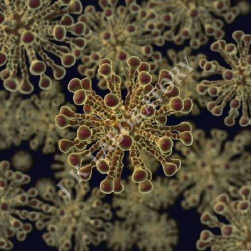Virus Testing Services