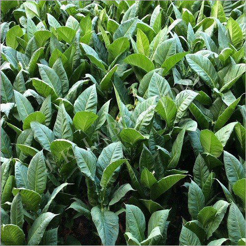 Tobacco Testing Services