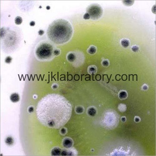 Antibacterial Activity Testing Services