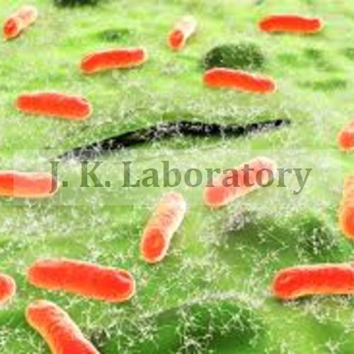 Antibacterial Activity Testing Services