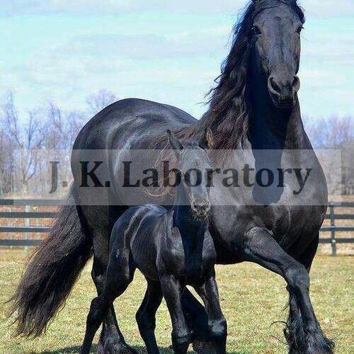 Cattle Feed Testing સેવાઓ
