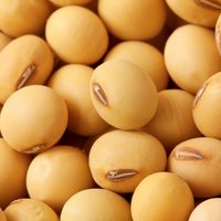 Non - Gmo Soya Bean