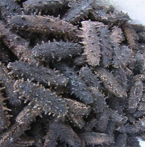 Dried Sea Cucumber By EPICO HUB SOLUCOES INOVADORAS LTDA