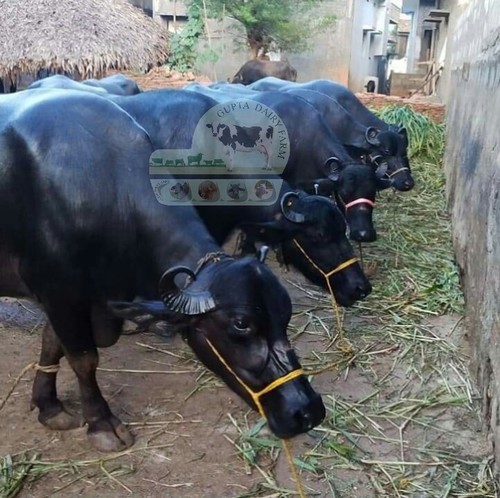 Black Yield Murrah Breed Buffalo