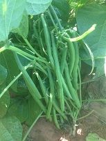 Beans Seed