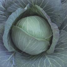 Cabbage Seed