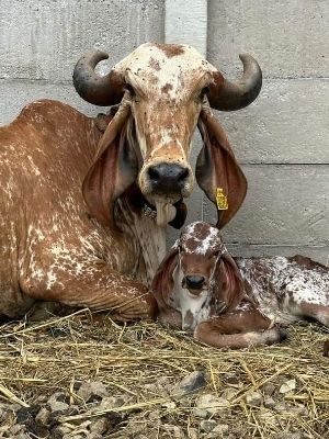 Brown Sahiwal Cow Price In Haryana