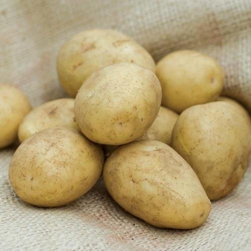 Fresh Pukhraj Potato