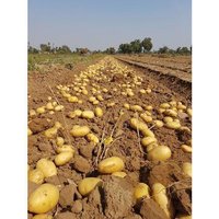 Fresh Pukhraj Potato