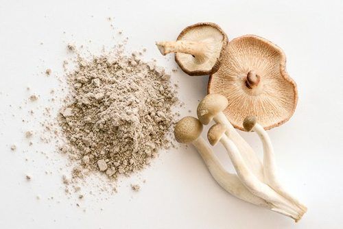 Mushroom Extract