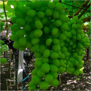 Natural Green Grapes