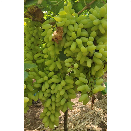 Super Sonaka Green Grapes