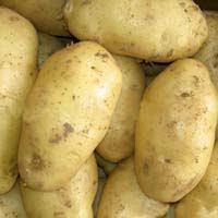 Fresh Pushkar Potato Grade: A