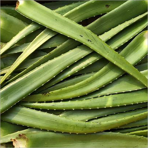 Aloe Vera Leaves