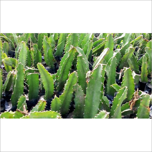 Dragon Fruit Plant