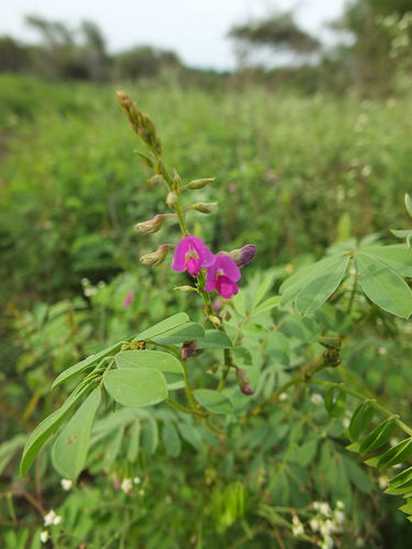 Sharpunkha Extract