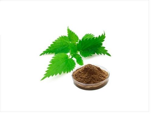 Stinging Nettle Root Extract