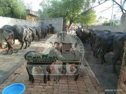 Best Murrah Buffalo Dairy Farm In Haryana