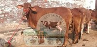 Indian Sahiwal Cow