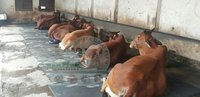 Pure Sahiwal Cow Supplier