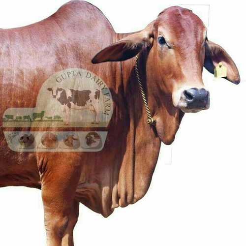 Brown Sahiwal Cow Supplier In Telangana