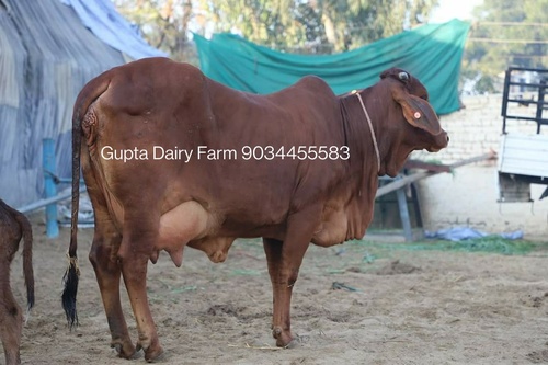 Light Red Brown Sahiwal Cow In Odisha