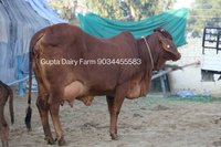Odisha Sahiwal Cow
