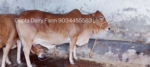 Sahiwal Breed Cow