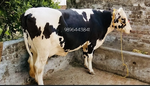 Black And White Best Hf Cow Supplier In Tamil Nadu