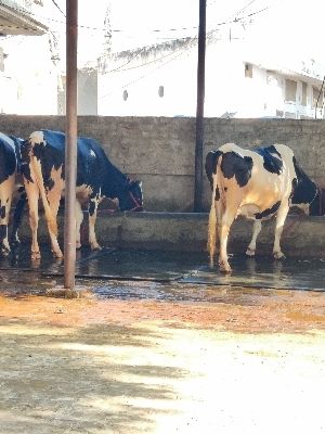 Black And White Best Hf Cow Supplier In Tamil Nadu