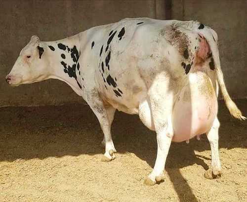 Black And White Hf Cow For Dairy Farm Weight: 550 Kilograms (Kg) At Best  Price In Karnal | Harshit Gupta Dairy Farm