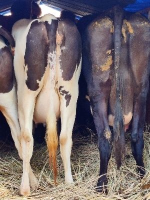 Black-And-White Breed Hf Cow