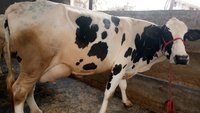 Gujarat HF Cow