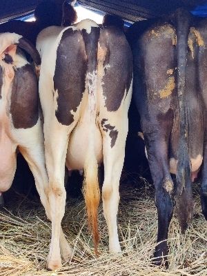 Black & White Telangana Hf Cow