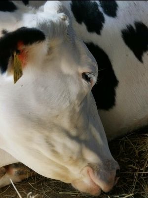 Uttarakhand HF Cow