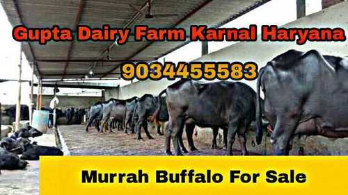 Best Murrah Breed Buffalo